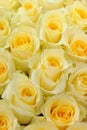 Soft yellow roses Royalty Free Stock Photo