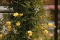 SOFT YELLOW ROSES ON A ROSE BUSH Royalty Free Stock Photo