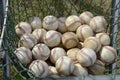 A Net Full Of Softballs Sit Ready For A Softball Game