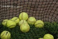 Softballs In Batting Net