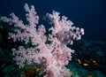 Softcoral Royalty Free Stock Photo