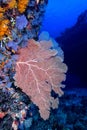 Softcoral Royalty Free Stock Photo