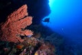 Softcoral and diver