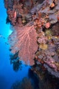 Softcoral and diver