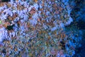 Softcoral and fishes