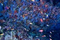 Softcoral and fishes