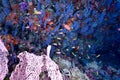 Softcoral and fishes