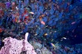 Softcoral and fishes