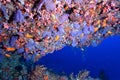 Softcoral and fishes