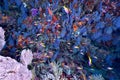 Softcoral and fishes