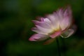 Soften Pink Lily Lotus with green pond leaf