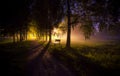 Soften edge view of night bench in mist dark tree alley with lamps and long shadows