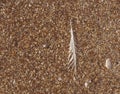 Softened Background of Bird Feather on the Beach Royalty Free Stock Photo