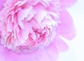 Softened Pink Peony Background Royalty Free Stock Photo