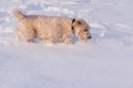 Softis playing in snow Royalty Free Stock Photo