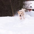 Softis playing in snow Royalty Free Stock Photo