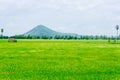 Softlight from sunshine landscape view of Toddy palm and rice-fi Royalty Free Stock Photo