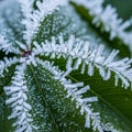 Is softly blurred, emphasizing the detailed frost pattern in the Royalty Free Stock Photo