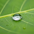 Softly blurred, emphasizing the droplet and leaf as the focal points Royalty Free Stock Photo