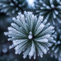 Is softly blurred emphasizing the foreground and enhancing the wintry Royalty Free Stock Photo