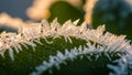 Is softly blurred emphasizing the frost s sharpness and the leaf s Royalty Free Stock Photo