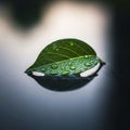Softly blurred, emphasizing the leaf as the focal point of this close-up Royalty Free Stock Photo