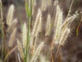 Softly blurred fluffy wild grass flowers