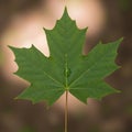 Softly blurred, highlighting the leaf s details and emphasizing its vivid Royalty Free Stock Photo