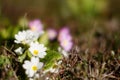 Softly blurred white primrose flowers, outdoor grass copy space