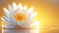 Softly glowing white lotus flower on a calm golden water Royalty Free Stock Photo