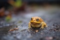 softly lit toad on a patch of dark soil Royalty Free Stock Photo