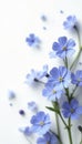 Softly scattered blue forget me nots against a white backdrop, forget me nots, blossoms Royalty Free Stock Photo