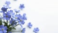 Softly scattered blue forget me nots against a white backdrop, blossoms, backdrop, artistic Royalty Free Stock Photo