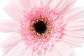 Softly style of a blurry sweet pink gerbera flower Royalty Free Stock Photo