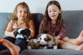 Softness. Charming girls are sitting on couch stroking several corgi puppies and giving them names. Little puppies. Royalty Free Stock Photo