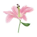 Softness Coral Pink Lily Perfection Flower with green leaf. Isolated color pencil drawing single flower head on white background.