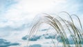 Softness feather grass and the sun in the sky with clouds with copy space Royalty Free Stock Photo