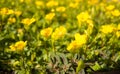 Softness image of yellow flower field in a summer at a botanical garden.