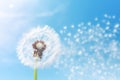 Plant summer spring blowball softness nature sky flower dandelion flying seeds Royalty Free Stock Photo