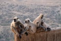 A family of black faces monkeys, India Royalty Free Stock Photo