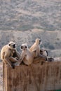 A family of black faces monkeys, India Royalty Free Stock Photo