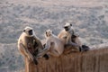 A family of black faces monkeys, India Royalty Free Stock Photo