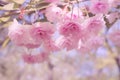 Softness pink flowers of Japanese sakura and branches with leaves on a blurred pink and purple background.