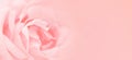 Softness pink rose background. Space for text writing.