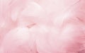 Softness of Pink Swan Feathers Texture Background