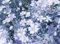 Softness white Cerastium flowers with leaves. Spring sunny morning floral landscape.