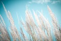 Softness white Feather Grass with retro sky blue background and space