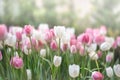 Pink and White tulips blooming in a tulip field in garden Royalty Free Stock Photo