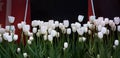 White tulips blooming in a tulip field in garde Royalty Free Stock Photo