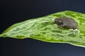 Nature\'s Palette: Softshell Turtle Atop Striped Greenery